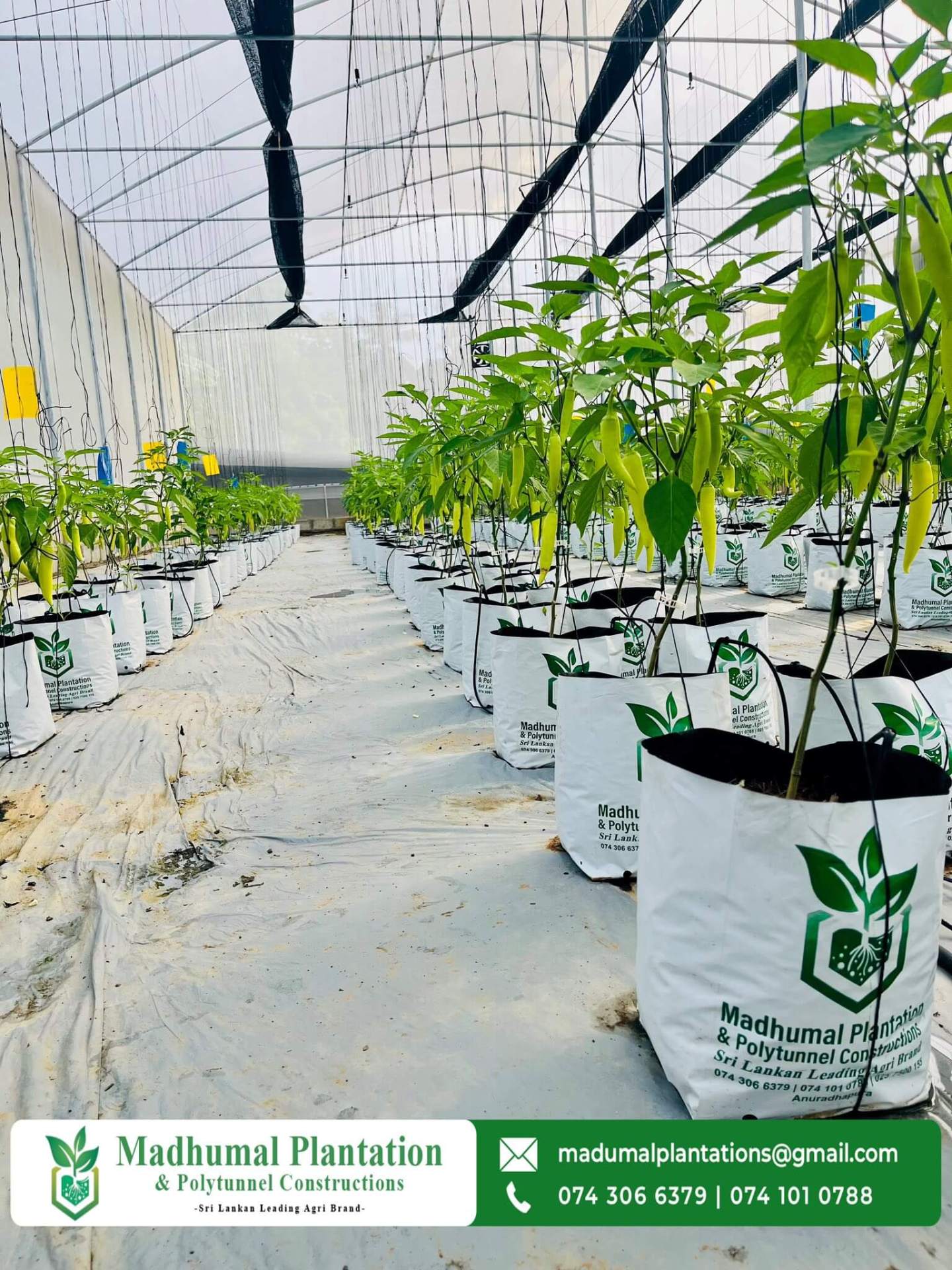 Chili Plantation