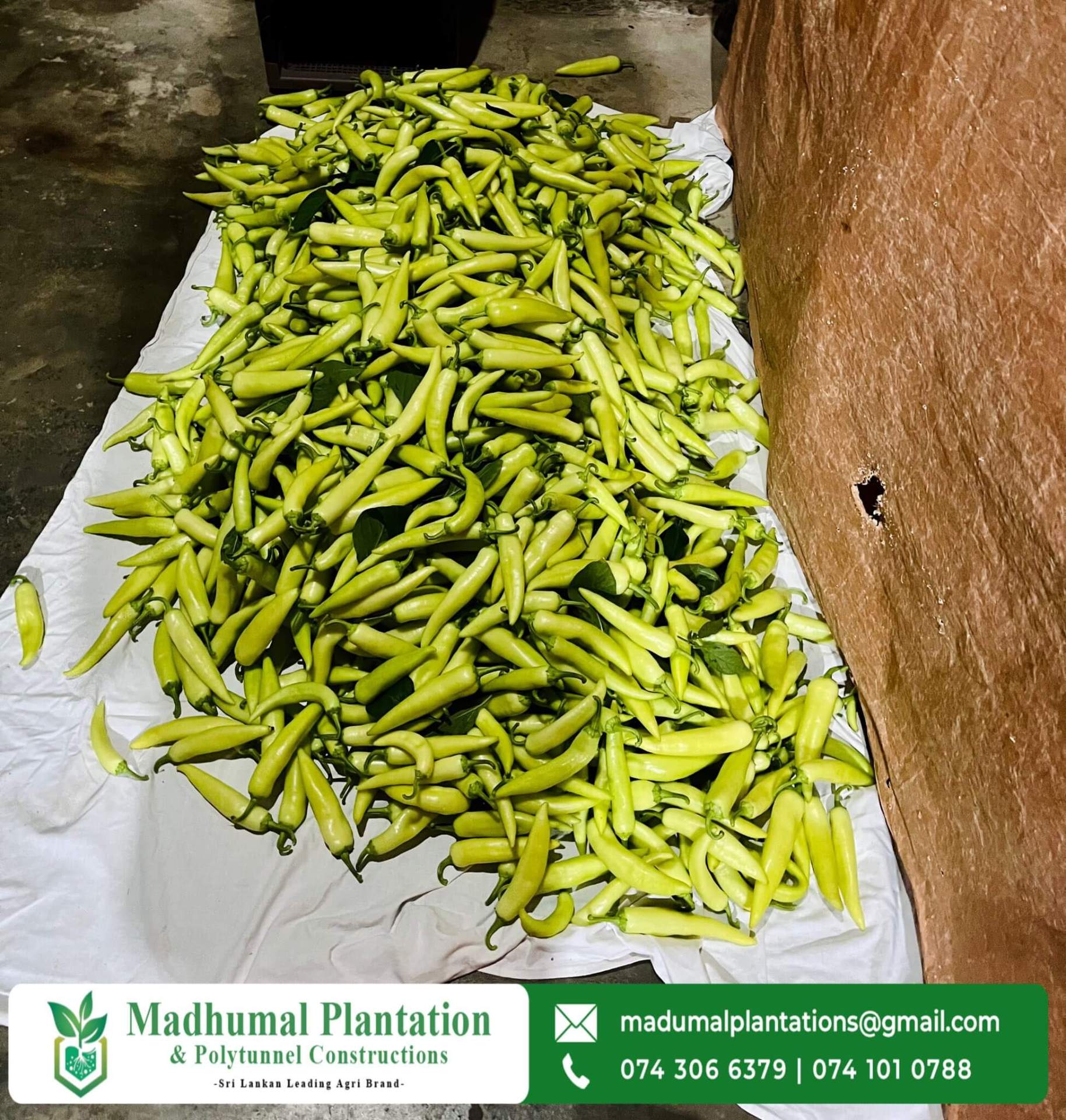 Chili cultivation